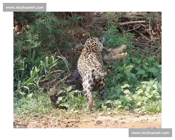 美洲豹对决老虎谁才是丛林顶级掠食者力量与策略全解析实战对比