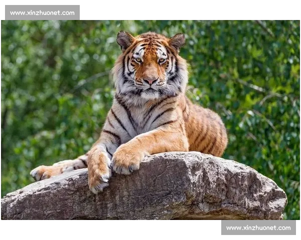 老虎与美洲豹正面较量力量速度与生存王者之争野性巅峰对决揭秘