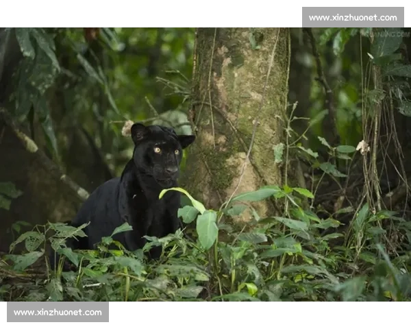 老虎对决黑豹野性巅峰力量速度智慧全面较量揭秘自然法则生存王者之战